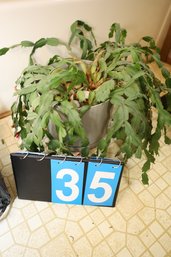 35 - REAL PLANT