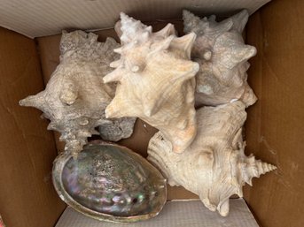 115 - REAL SEA SHELLS - LARGE , NICE LOT