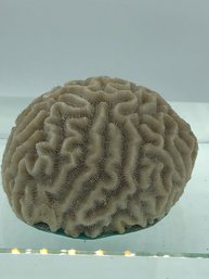 Brain Coral