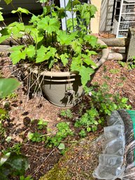 Assortment Of Flower Pots And Flowers