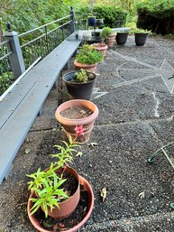 Assortment Of Potted Plants And Planters