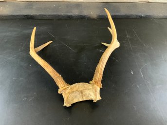 Antlers Untypical Five Point 10' From Horn To Horn