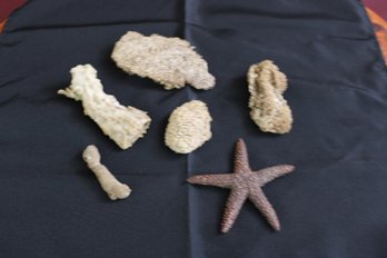 Six Piece Lot Of Coral And Star Fish