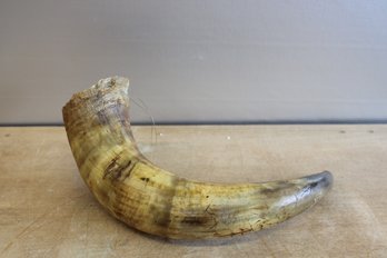 Decorative Horn Genuine Horn 13' X 4'