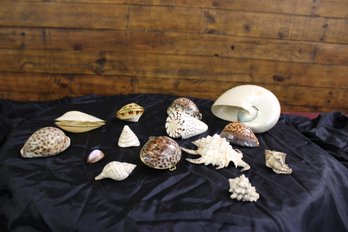 12 Rare Shells And 3 Shell Boxes