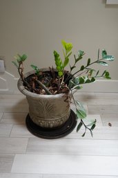 Indoor Real Plant On A Gray Color Planter