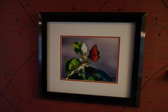 Signed Framed Photograph Of Butterflies And Flowers