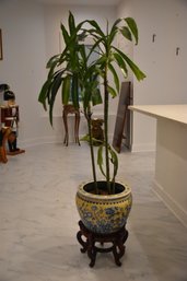 Real Indoor Plant W/ Asian Yellow & Blue Cermanic Flower Pot And Wood Asian Stand