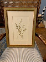 Scotch Broom Flower Print Signed By Lyndi L. 14x19 Inches