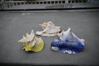 Lot Of 3 Painted Sea Conch Shells