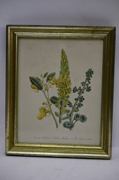 Framed Floral Drawings Of Common Navelwort, Yellow Navelwort, And The Touch Me Not