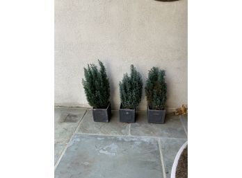 LOT OF 3 OUTDOOR BOX WOOD SHRUBS SMALL SIZE