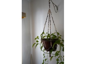 HANGING BASKET STRAP WITH REAL PLANT 28IN LENGTH