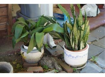 LOT OF 2 CERAMIC POTS WITH REAL PLANTS