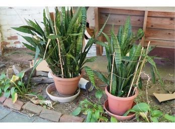 LOT OF 2 POTS WITH REAL PLANTS