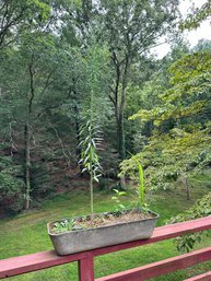 Beautiful Tall Straight Plant