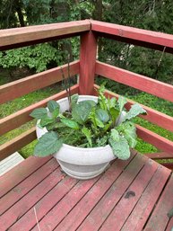 Garden Pot With Plant