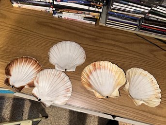 Lot Of Seashell Florida Gulf Scallop