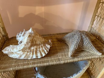 Antique Pair Of Dried Starfish And Seashell