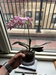 Orchid Plant In A Glass Pot