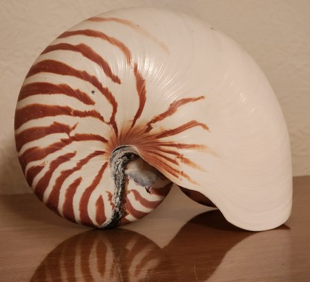 Vintage Large Striped Nautilus Shell