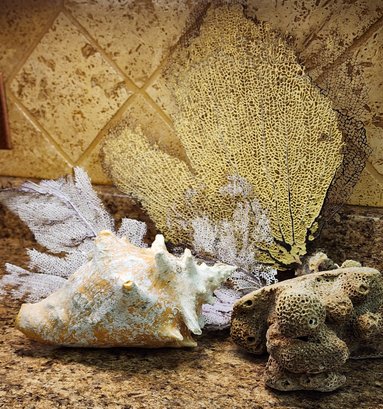Assortment Of Shells And Sea Fans