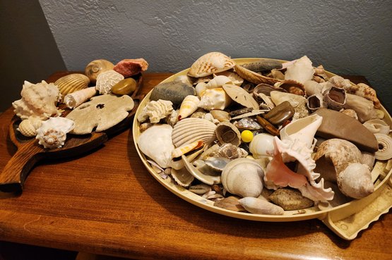 Assortment Of Shell Decor Selections