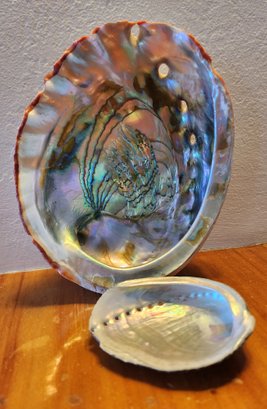 Abalone And Seashell Shell Duo