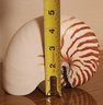 Vintage Large Striped Nautilus Shell