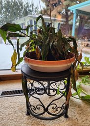 Houseplant With Ornate Metal Plant Stand