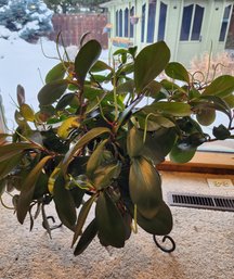 Houseplant With Ornate Metal Plant Stand