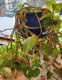 Houseplant With Ornate Metal Plant Stand