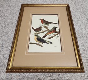 Vintage Framed Bird Study Fine Art Print