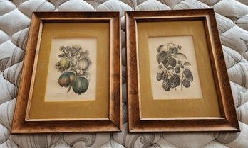 (2) Framed Fine Art Vintage Prints - Plant Study