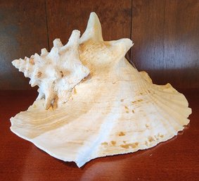 Large Decorative Seashell