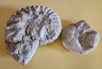 (2) Petrified Fossil Shell Selections