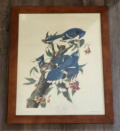 Vintage Framed Color Print By AUDUBON Blue Jay