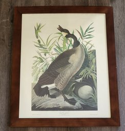 Vintage Framed Color Print By AUDUBON Canada Goose