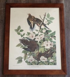 Vintage Framed Color Print By AUDUBON Carolina Turtle Dove