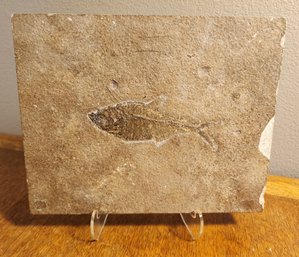 FOSSIL FISH Impression Into Rock