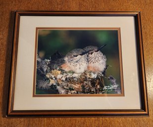 Fine Art Photography SIGNED Framed Print SLEEPING HUMMINGBIRD BABIES