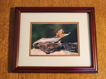 Fine Art Photography SIGNED Framed GOLDEN-MANTLED GROUND SQUIRREL