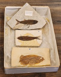 (3) Fish Fossil Specimens #A129