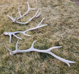 Assortment Of Lawn Yard Home Decor Antlers
