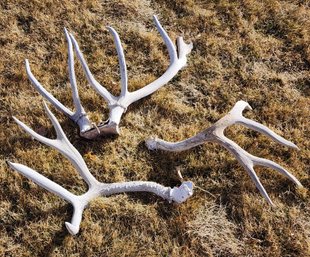 Assortment Of Large Antler Lawn Decor Home Selections