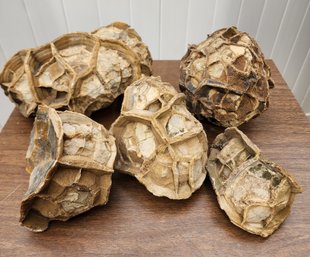 Group Of Septarian Concretion Nodules