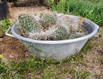 Vintage Metal Transport Bucket Filled With Cactus