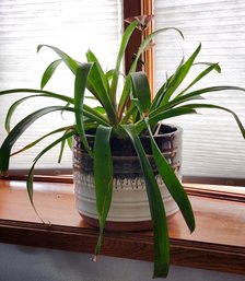 Mature Houseplant With Large Ceramic Container