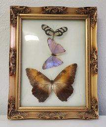 Vintage JUNG'S Oriental Imports Made In Brazil BUTTERFLY DRAGONFLY Biology Study
