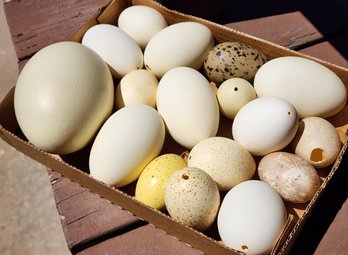 Assortment Of Empty Farm Eggs